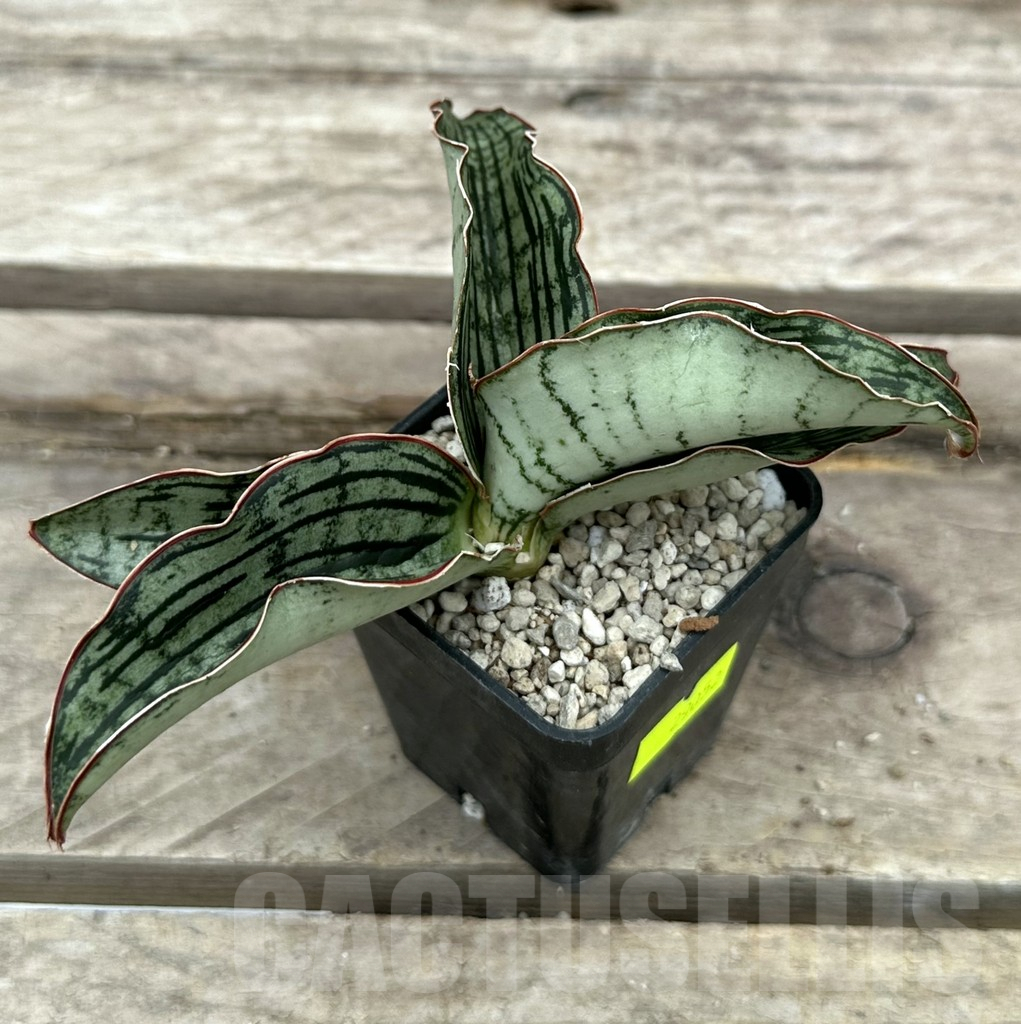 SHPR29052 Sansevieria ‘Cleopatra’ - immagine 2