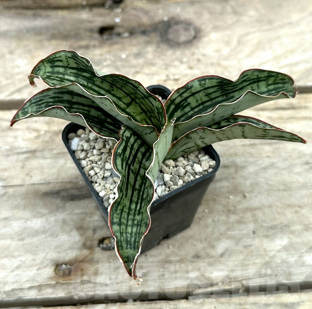SHPR29052 Sansevieria ‘Cleopatra’