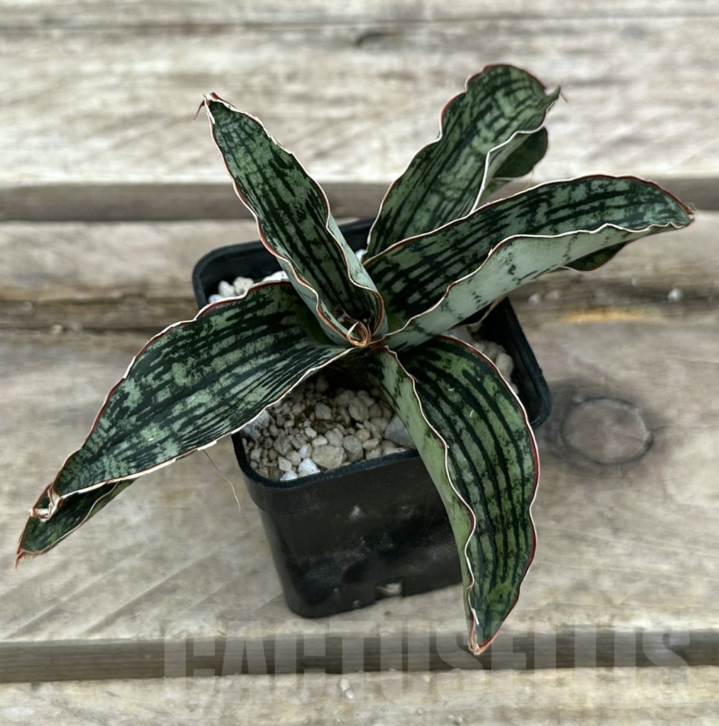 SHPR29053 Sansevieria ‘Cleopatra’
