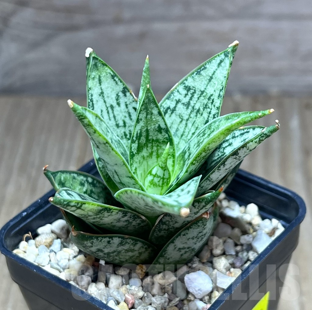 SHPR28420 Sansevieria ‘San Margarita’