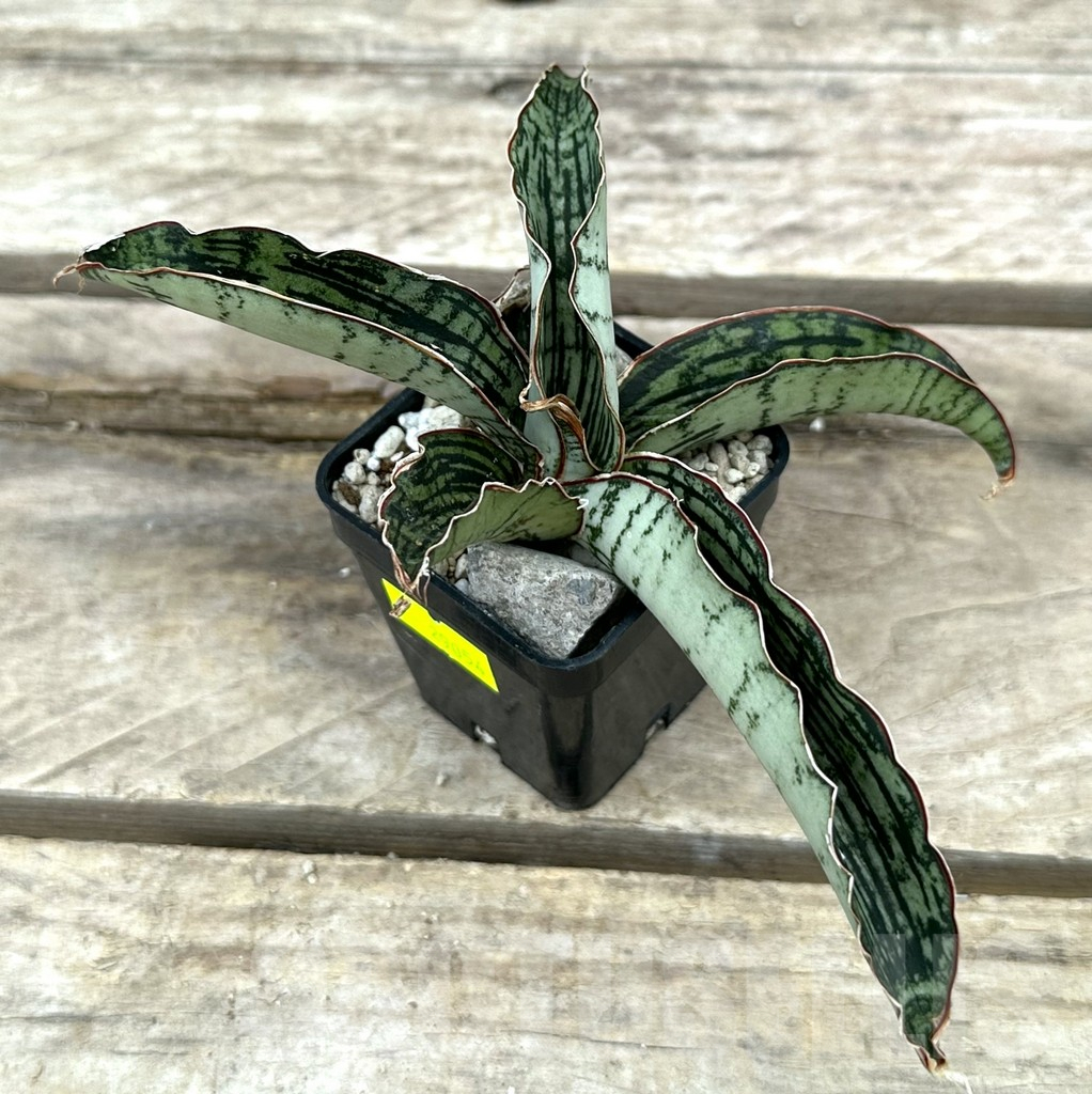 SHPR29054 Sansevieria ‘Cleopatra’ - Image 2
