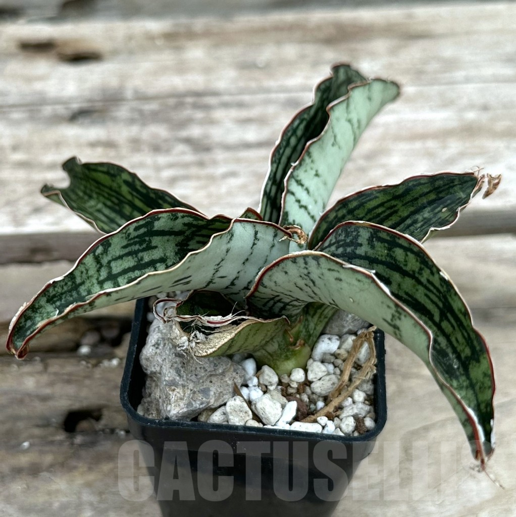 SHPR29054 Sansevieria ‘Cleopatra’