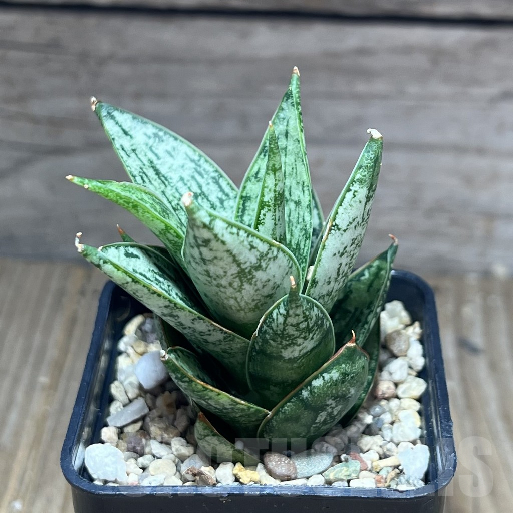 SHPR28420 Sansevieria ‘San Margarita’ – Bild 2
