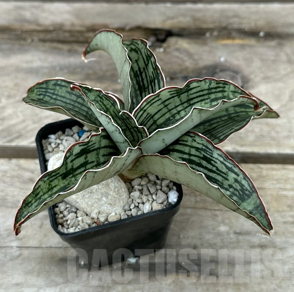 SHPR29055 Sansevieria ‘Cleopatra’