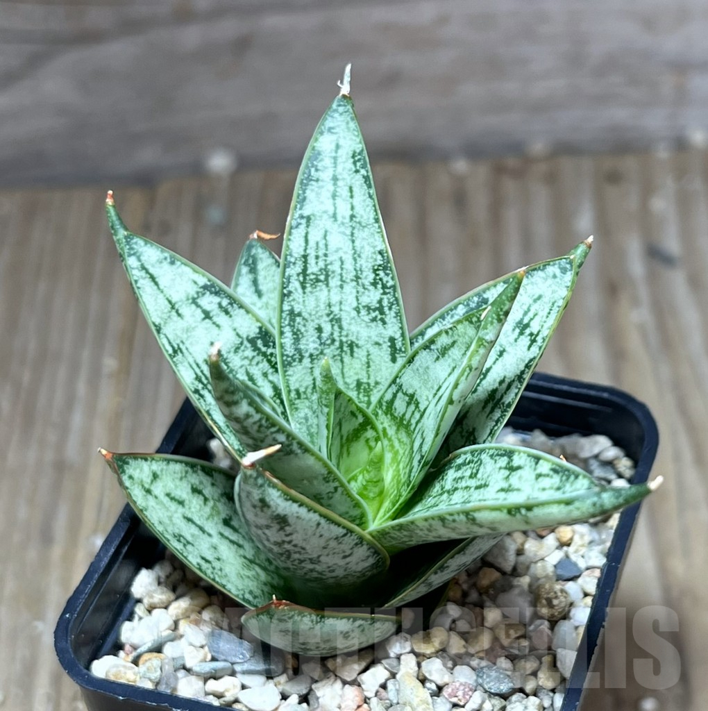 SHPR28421 Sansevieria ‘San Margarita’