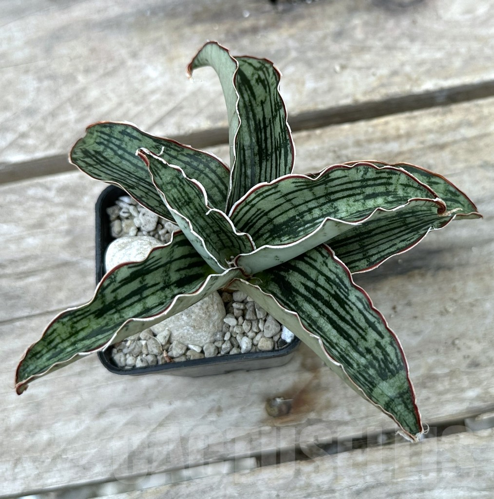 SHPR29055 Sansevieria ‘Cleopatra’ - immagine 2