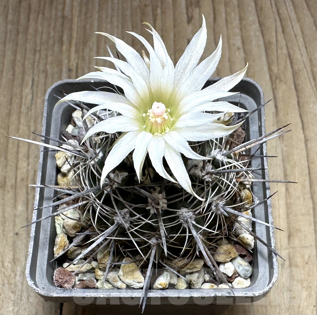 SHPR29104 Neoporteria curvispina v. echinus