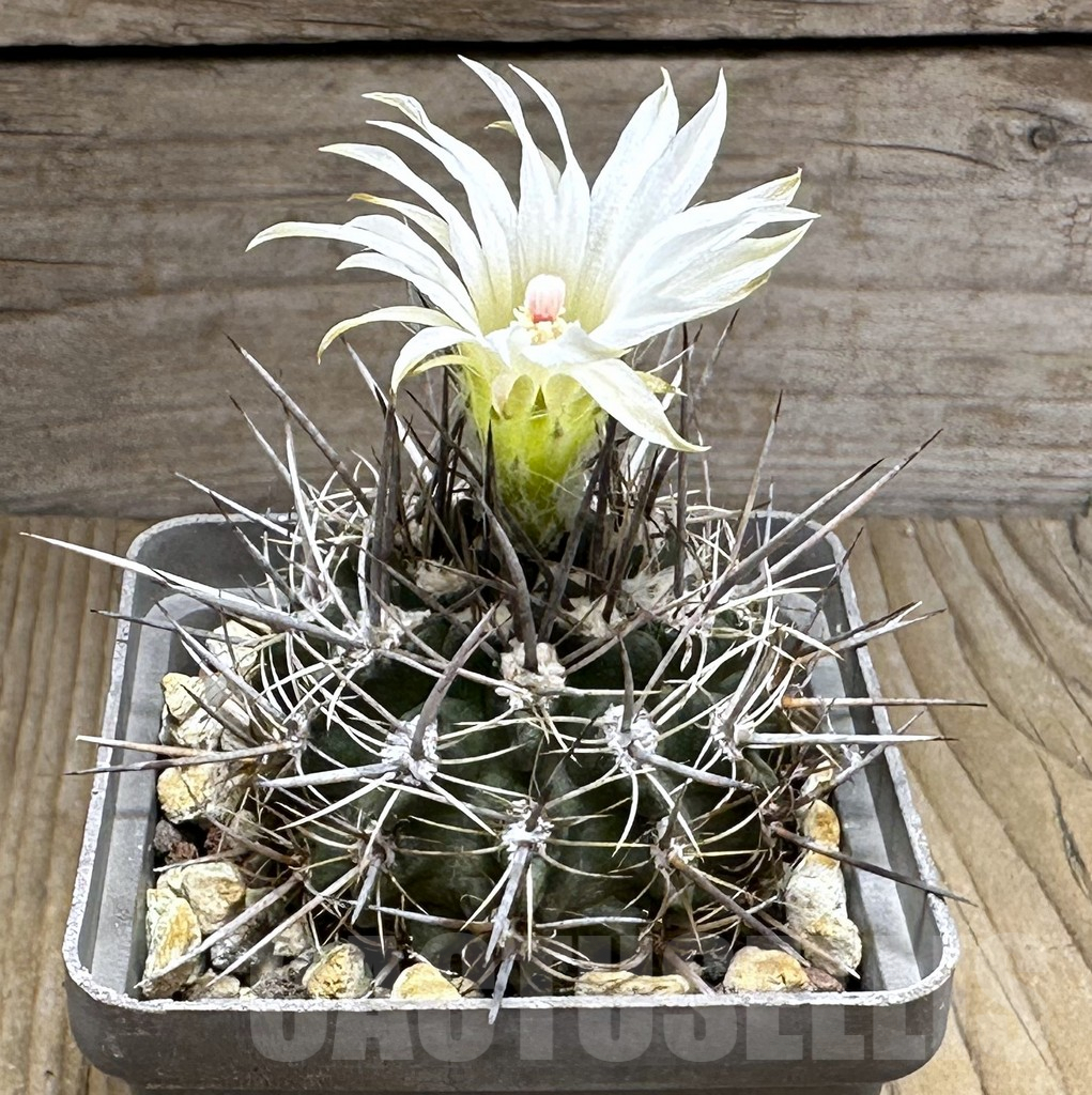 SHPR29104 Neoporteria curvispina v. echinus - Obrázek 2