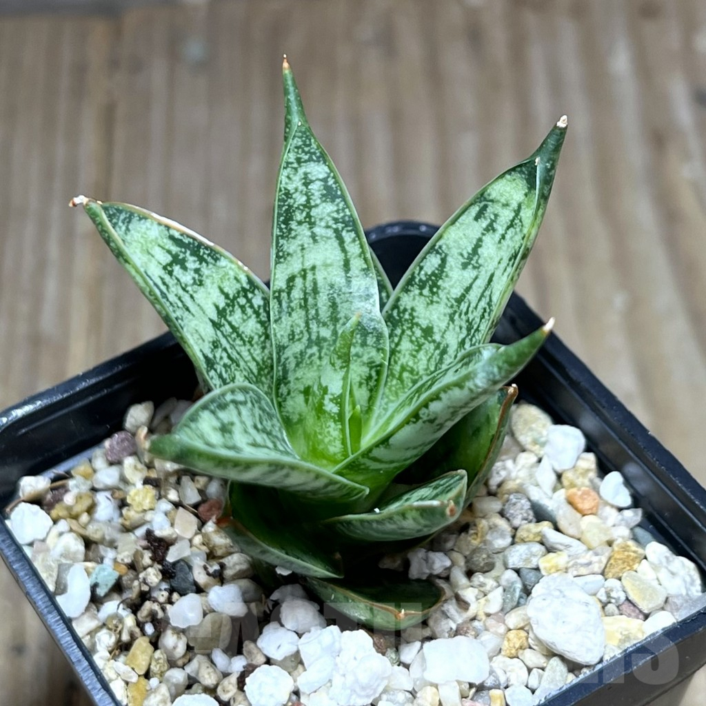 SHPR28422 Sansevieria ‘San Margarita’