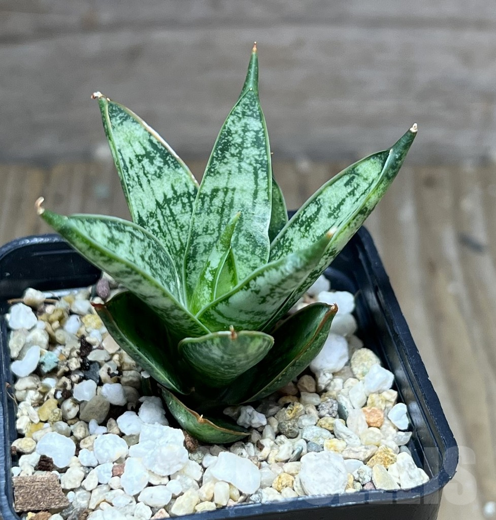 SHPR28422 Sansevieria ‘San Margarita’ – Bild 2