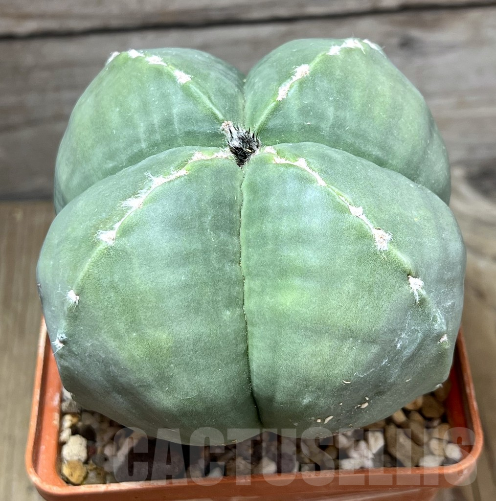 SHPR29451 Astrophytum myriostigma v. quadricostatum f. nudum, old 15 years