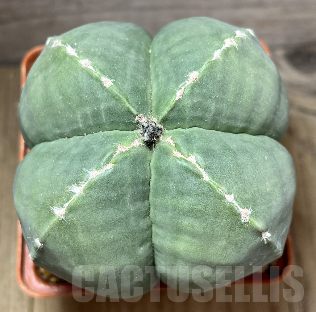 SHPR29451 Astrophytum myriostigma v. quadricostatum f. nudum, old 15 years - immagine 2