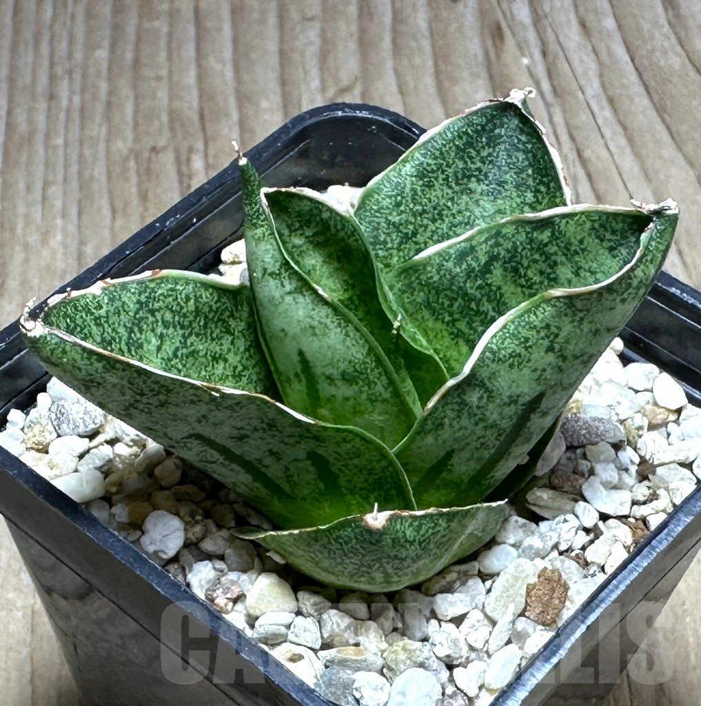SHPR29107 Sansevieria ‘Mini Rose’