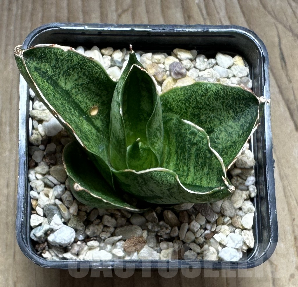 SHPR29107 Sansevieria ‘Mini Rose’ - Obrázek 2