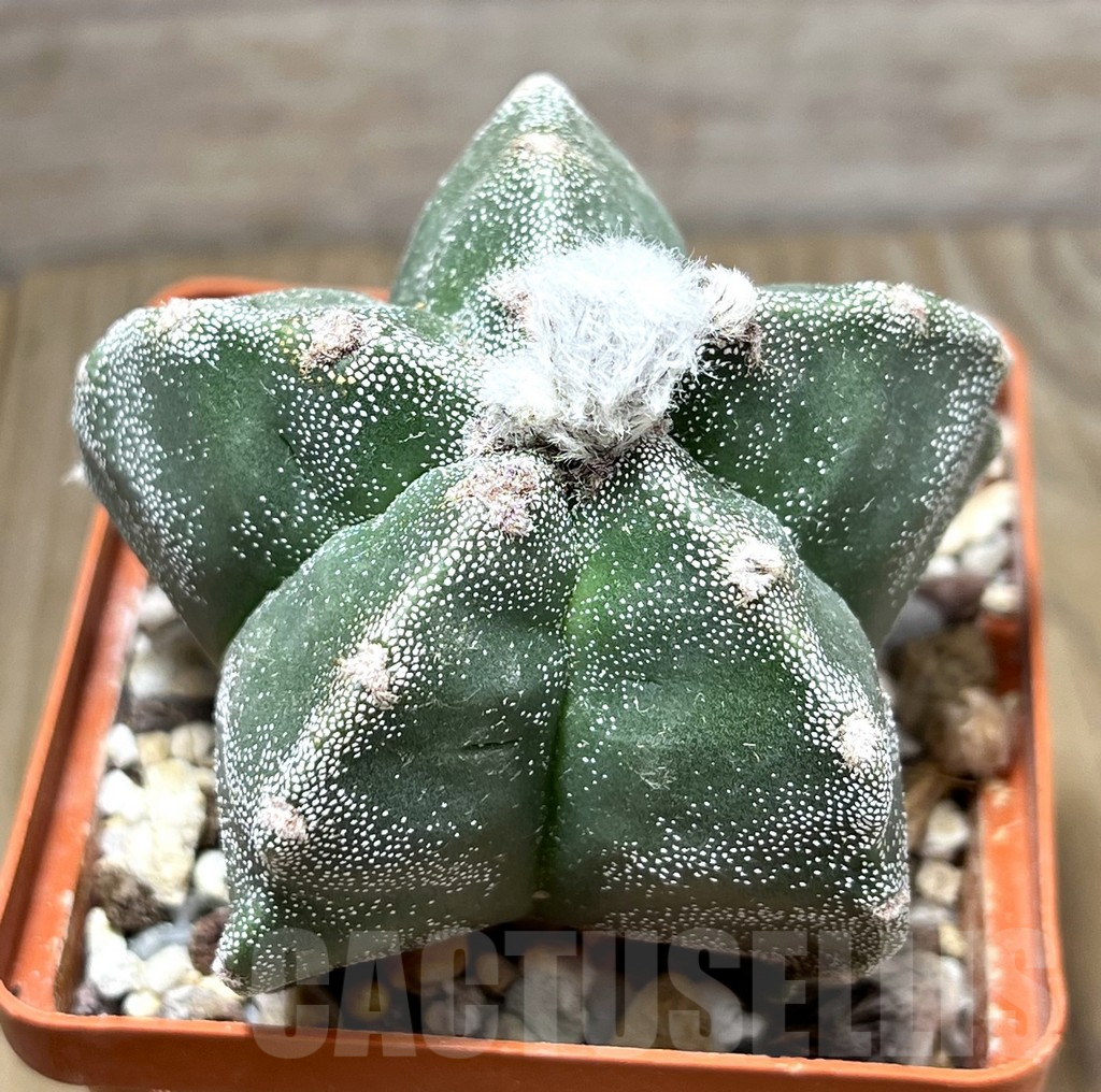 SHPR29453 Astrophytum myriostigma f. nudum 'Kikko'