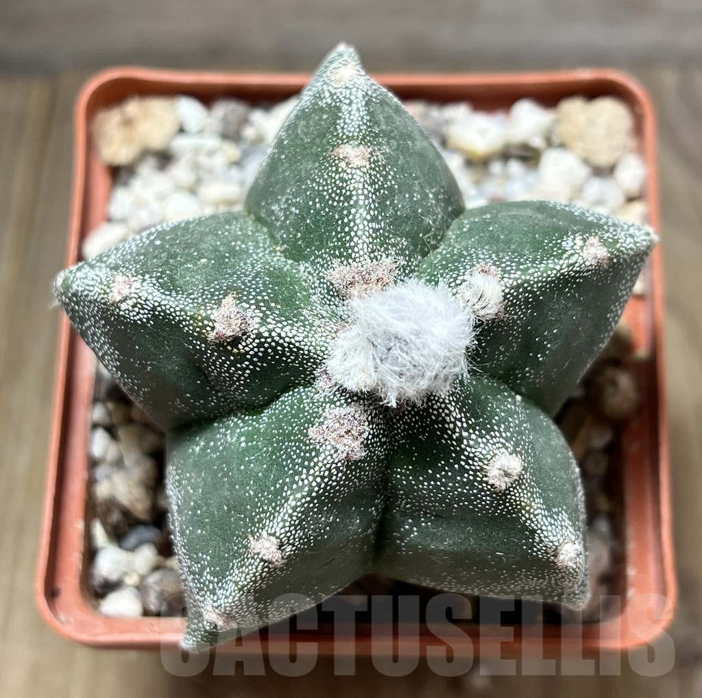 SHPR29453 Astrophytum myriostigma f. nudum 'Kikko' - Imagen 2