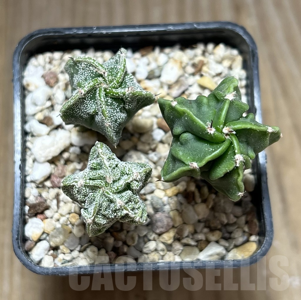 SHPR29455 Astrophytum myriostigma ‘Fukuryu’, 3 plants - Obrázek 2