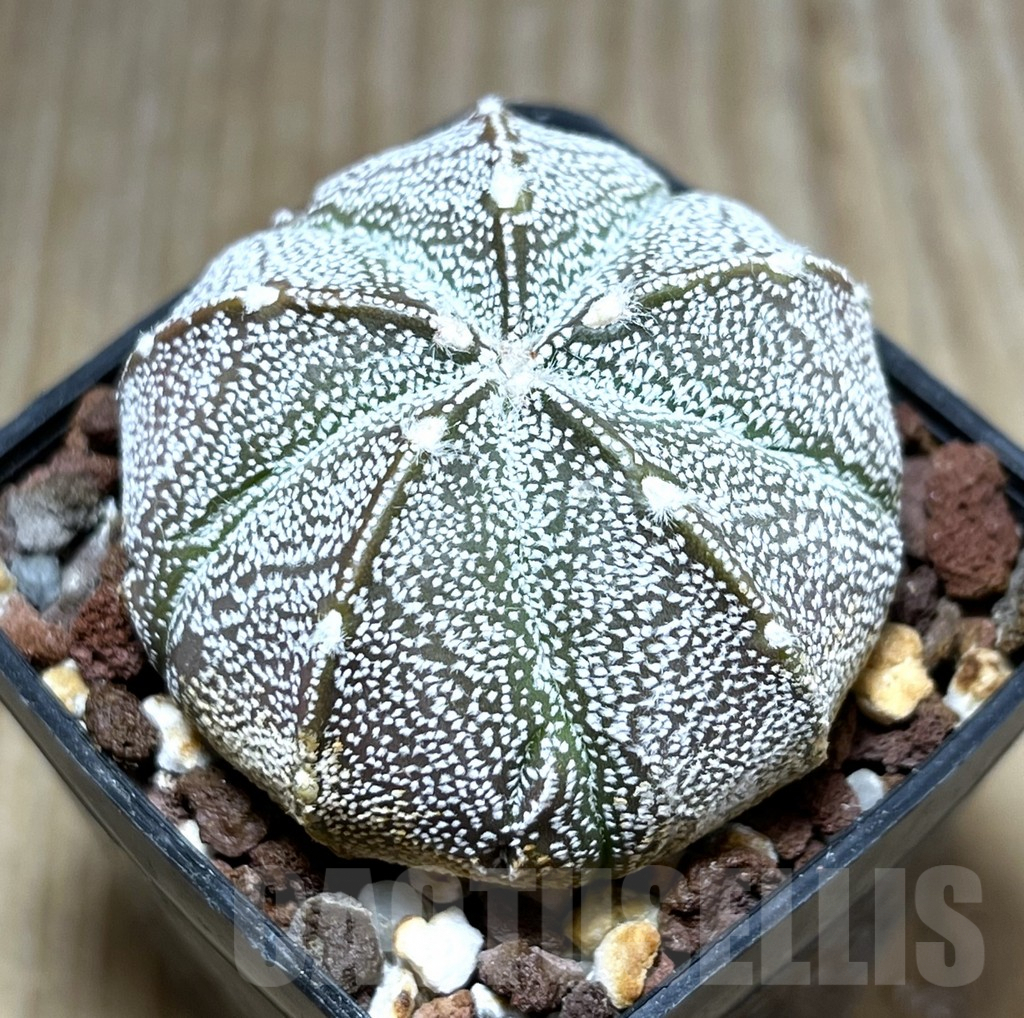 SHPR29456 Astrophytum asterias x coahuilense 5-ribs