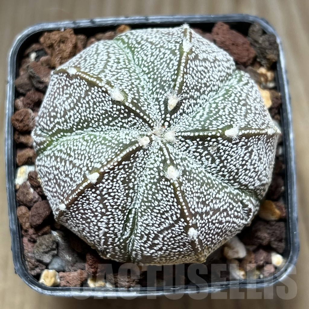 SHPR29456 Astrophytum asterias x coahuilense 5-ribs - Obrázek 2
