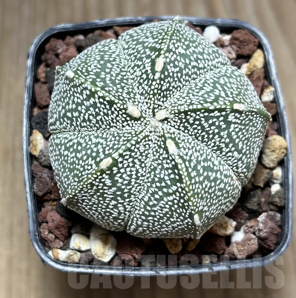 SHPR29457 Astrophytum asterias x coahuilense 5-ribs - Obrázek 2