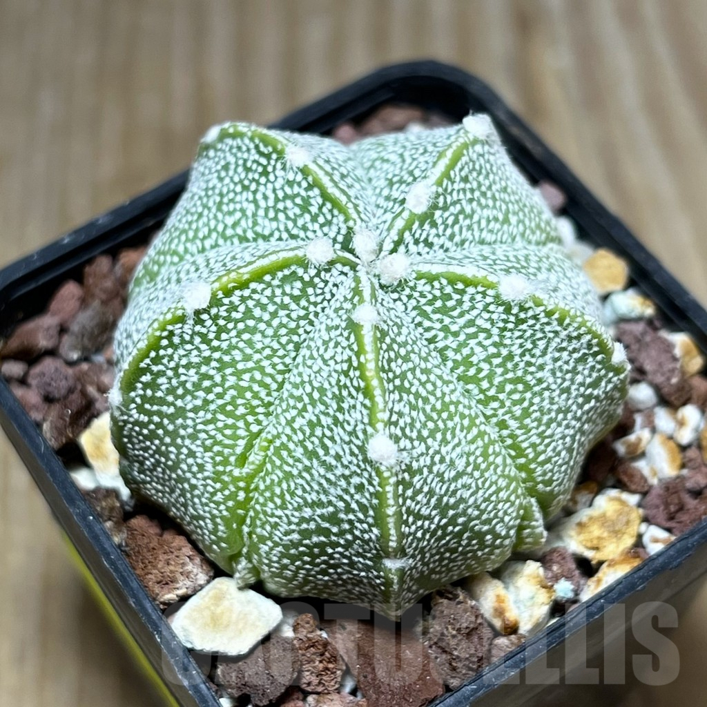 SHPR29458 Astrophytum asterias x coahuilense 5-ribs