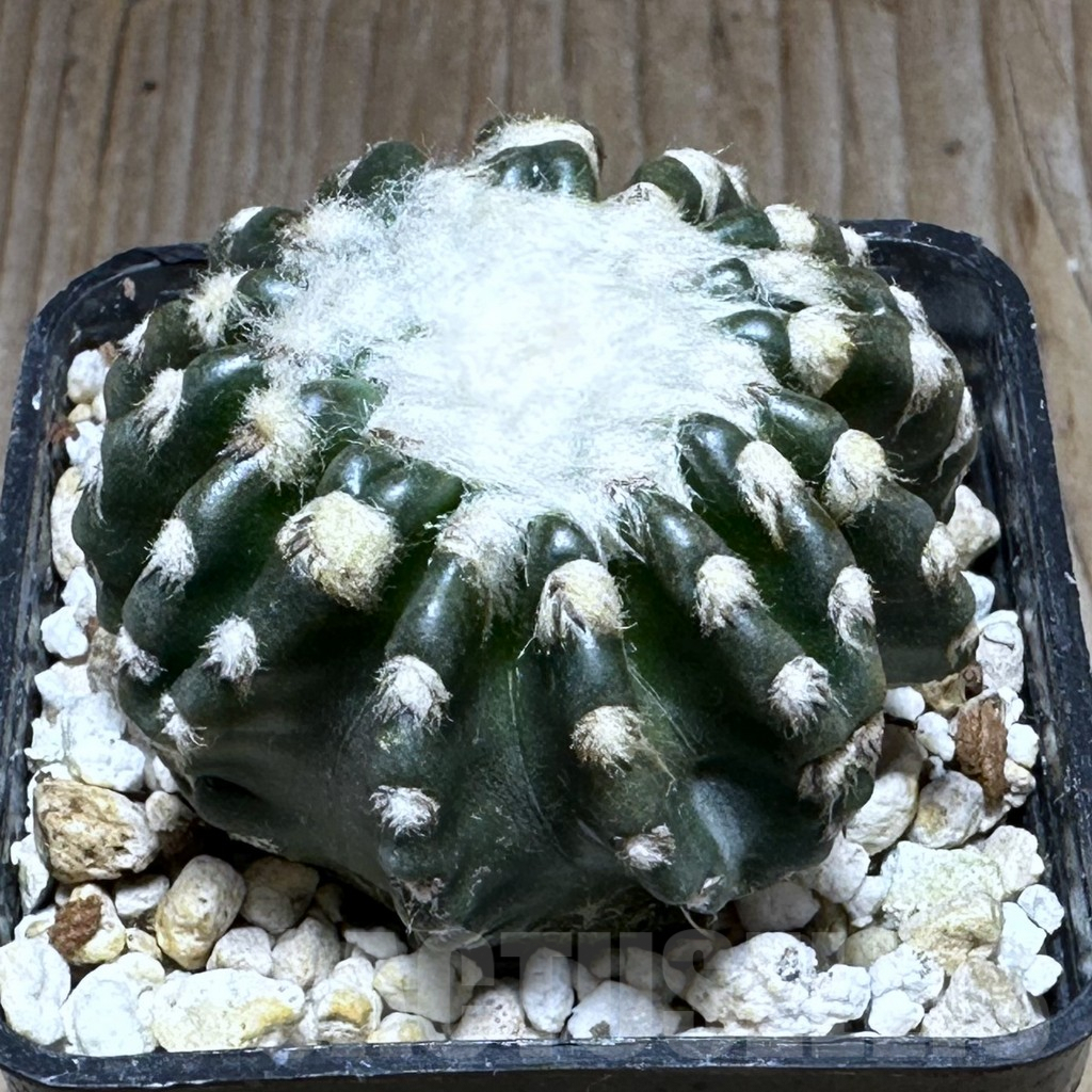 SHPR29114 Discocactus horstii