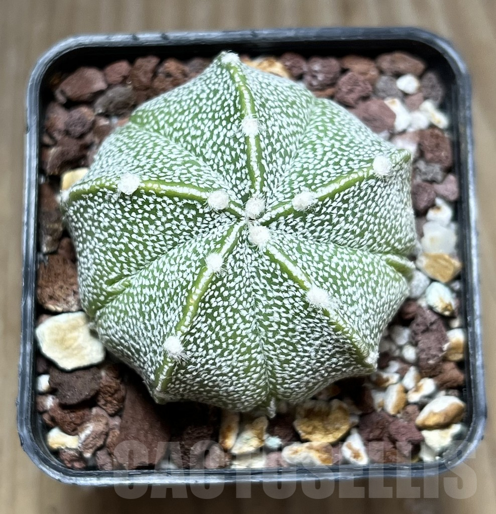 SHPR29458 Astrophytum asterias x coahuilense 5-ribs - Obrázek 2