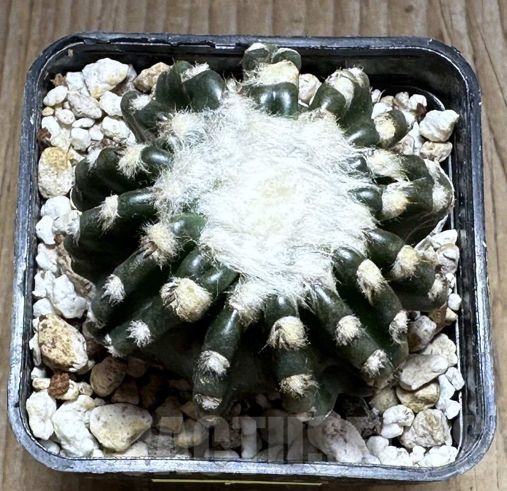 SHPR29114 Discocactus horstii - Image 2