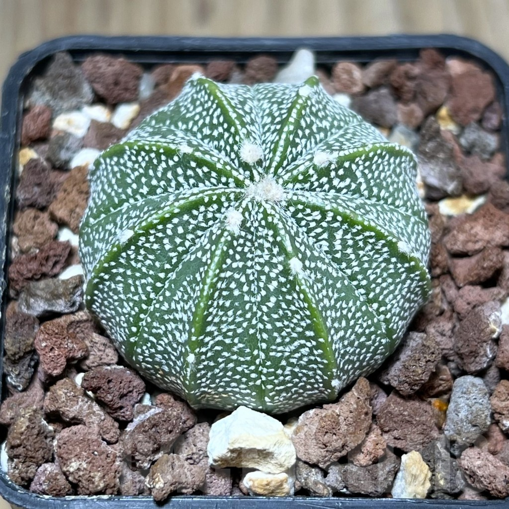 SHPR29459 Astrophytum asterias x coahuilense