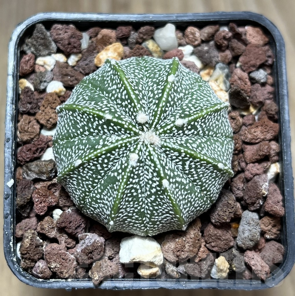 SHPR29459 Astrophytum asterias x coahuilense - Зображення 2