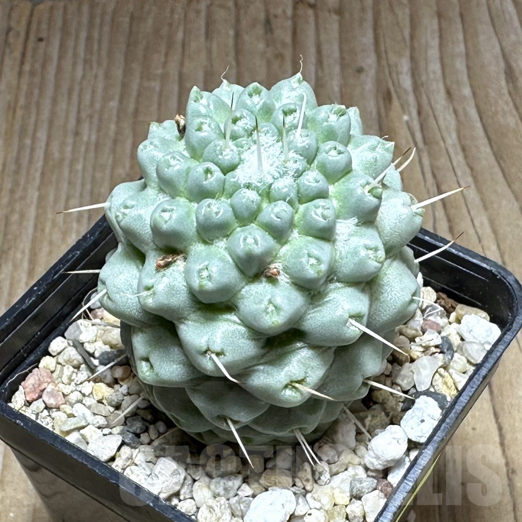 SHPR29116 Mammillaria schumannii f. monstrosa