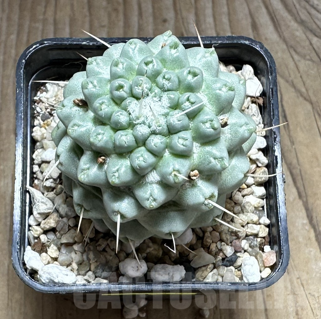 SHPR29116 Mammillaria schumannii f. monstrosa - 画像 (2)