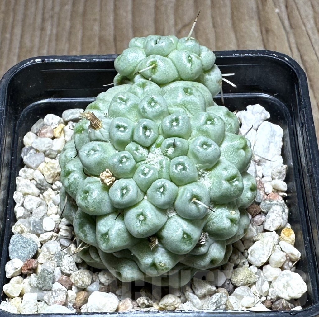 SHPR29117 Mammillaria schumannii f. monstrosa