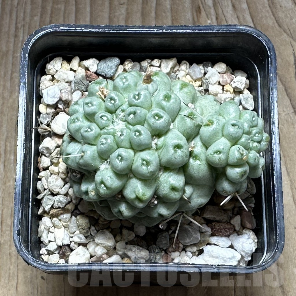 SHPR29117 Mammillaria schumannii f. monstrosa - 画像 (2)