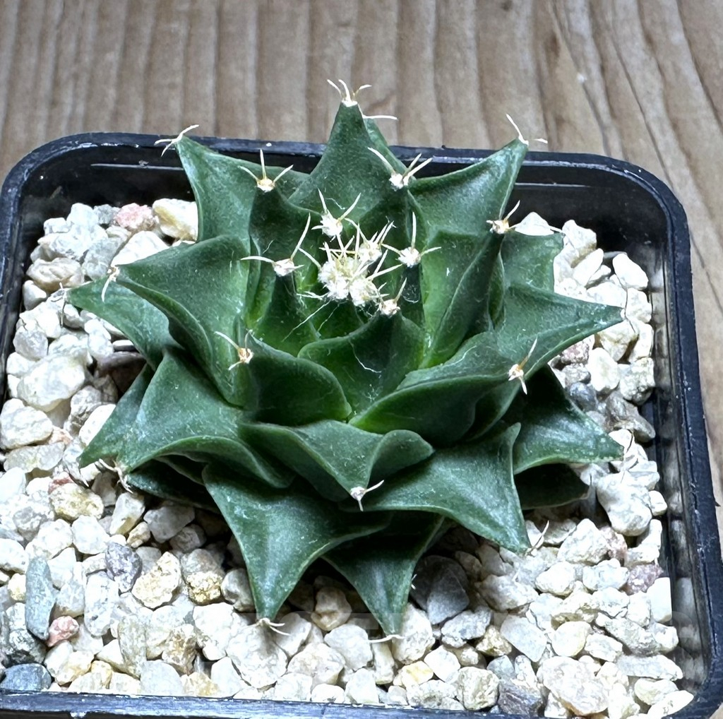 SHPR29118 Obregonia denegrii