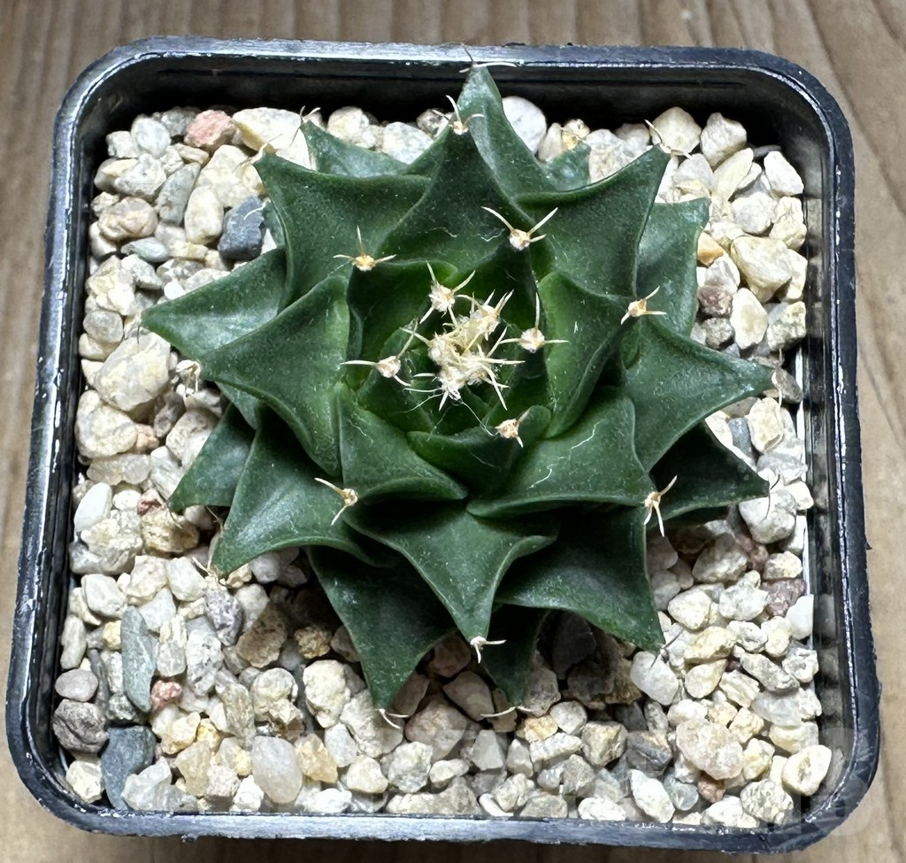 SHPR29118 Obregonia denegrii - Image 2