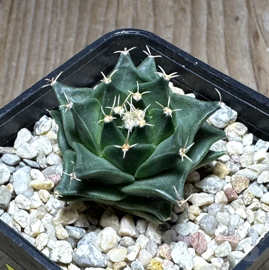 SHPR29119 Obregonia denegrii