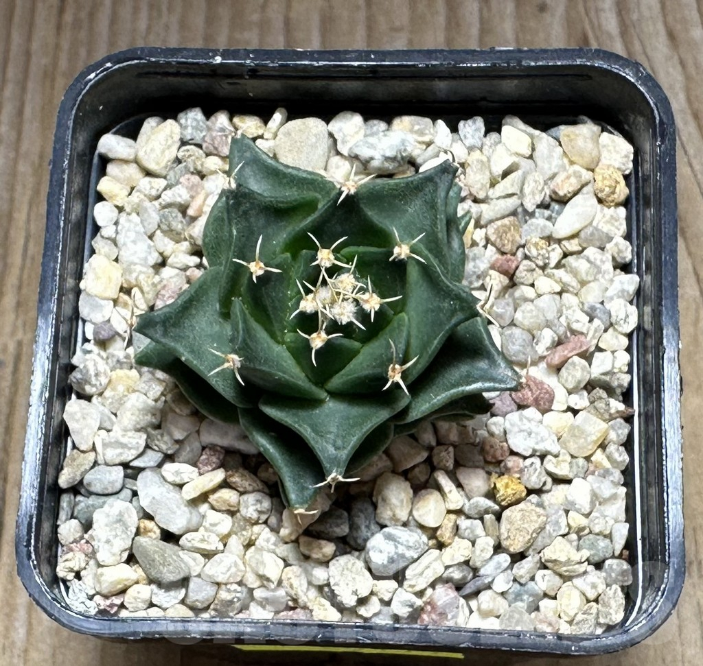 SHPR29119 Obregonia denegrii - Image 2