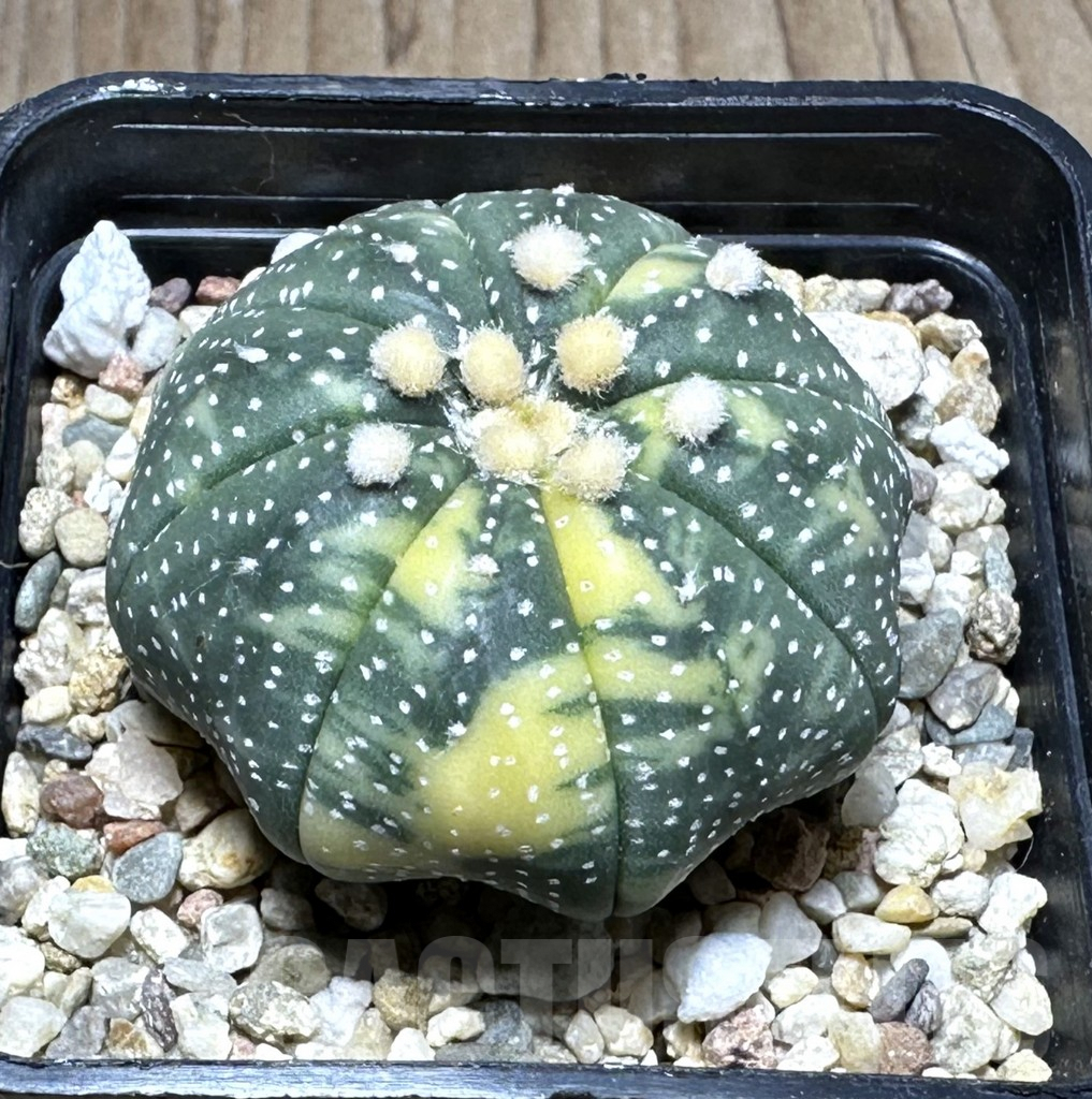 SHPR29125 Astrophytum asterias f. variegata