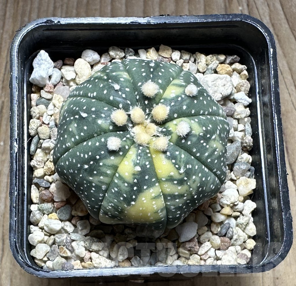SHPR29125 Astrophytum asterias f. variegata - Зображення 2