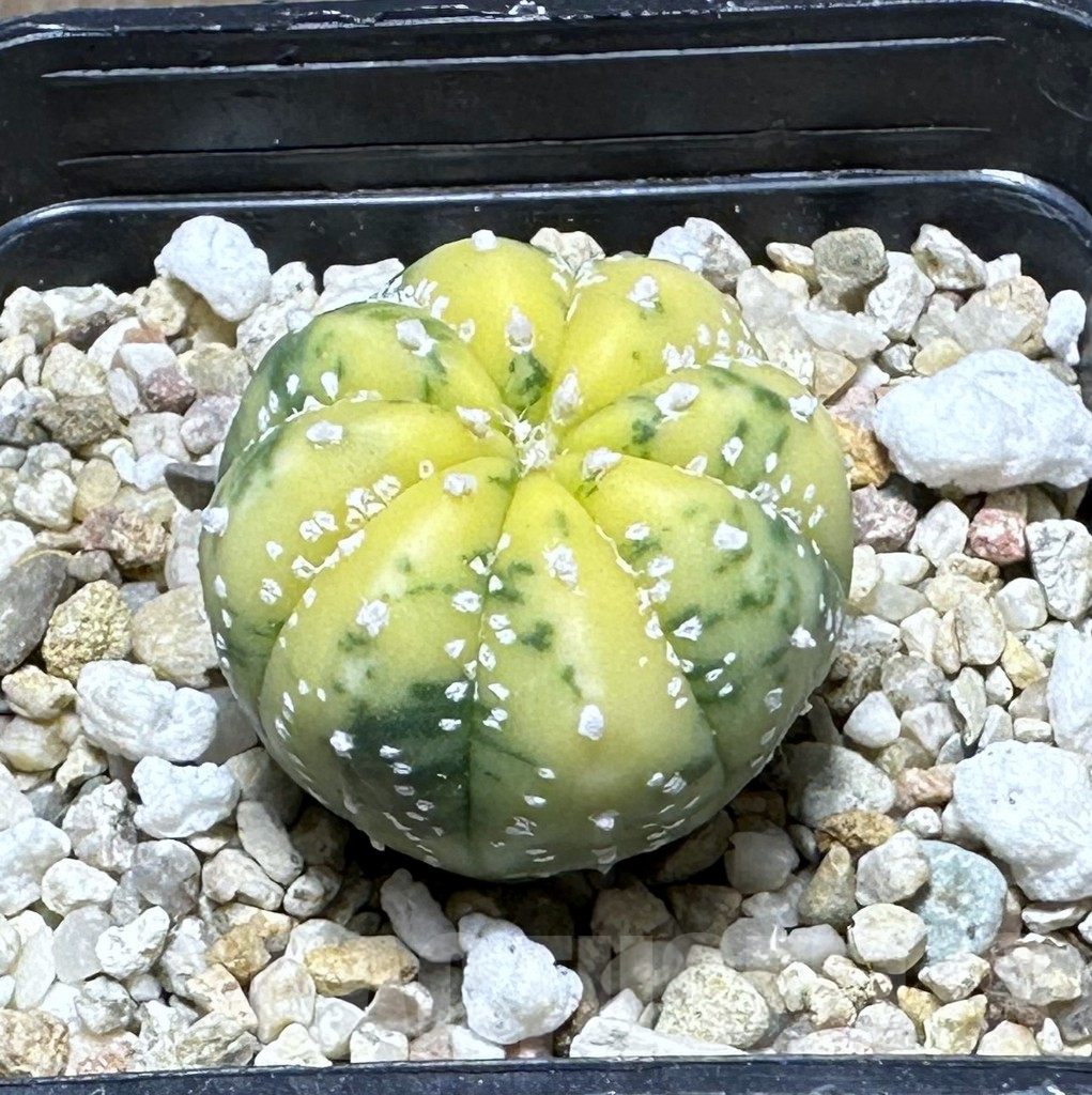 SHPR29127 Astrophytum asterias f. variegata