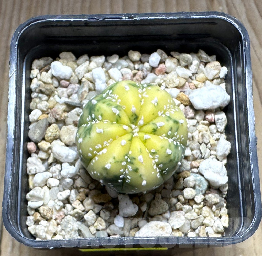 SHPR29127 Astrophytum asterias f. variegata - Зображення 2