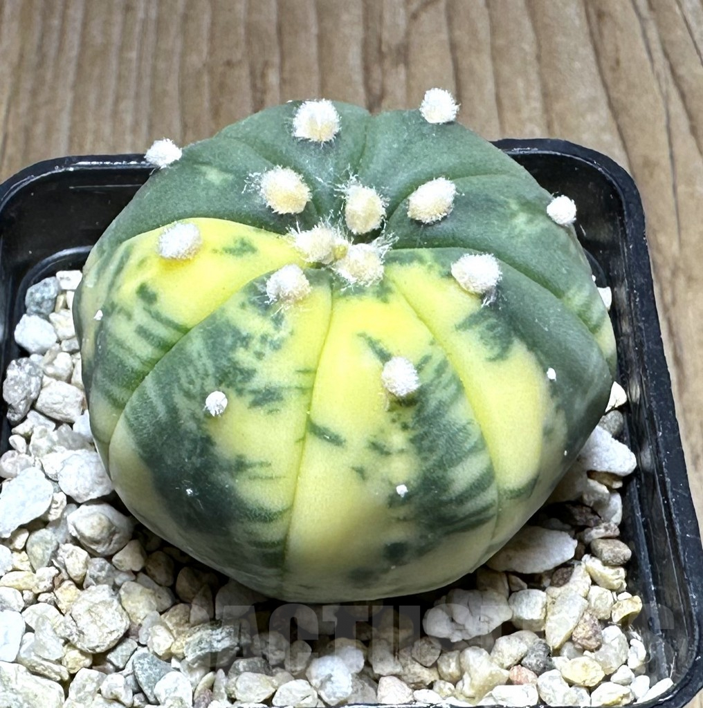 SHPR29128 Astrophytum asterias f. variegata