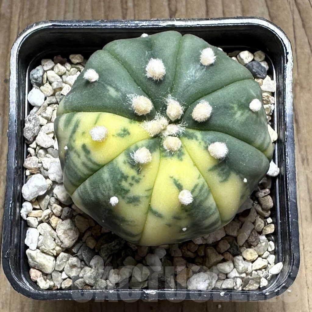 SHPR29128 Astrophytum asterias f. variegata - immagine 2