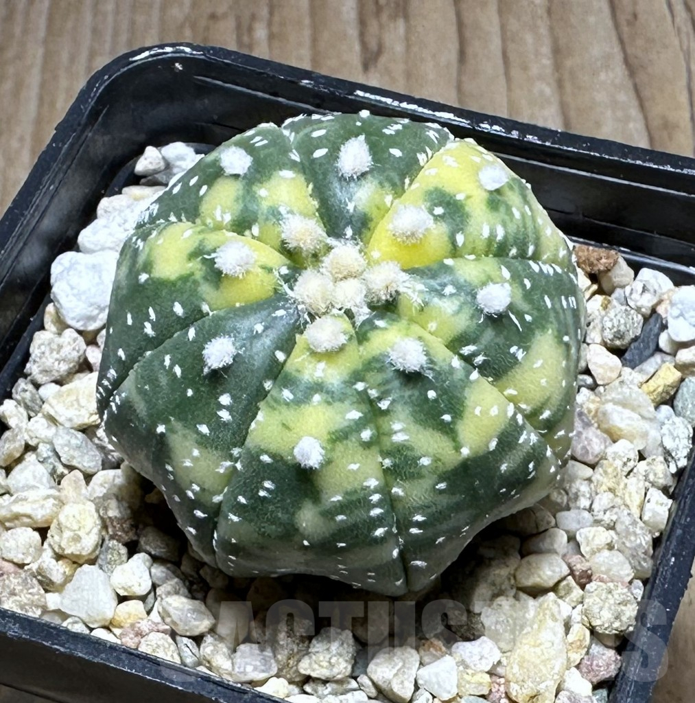 SHPR29129 Astrophytum asterias f. variegata