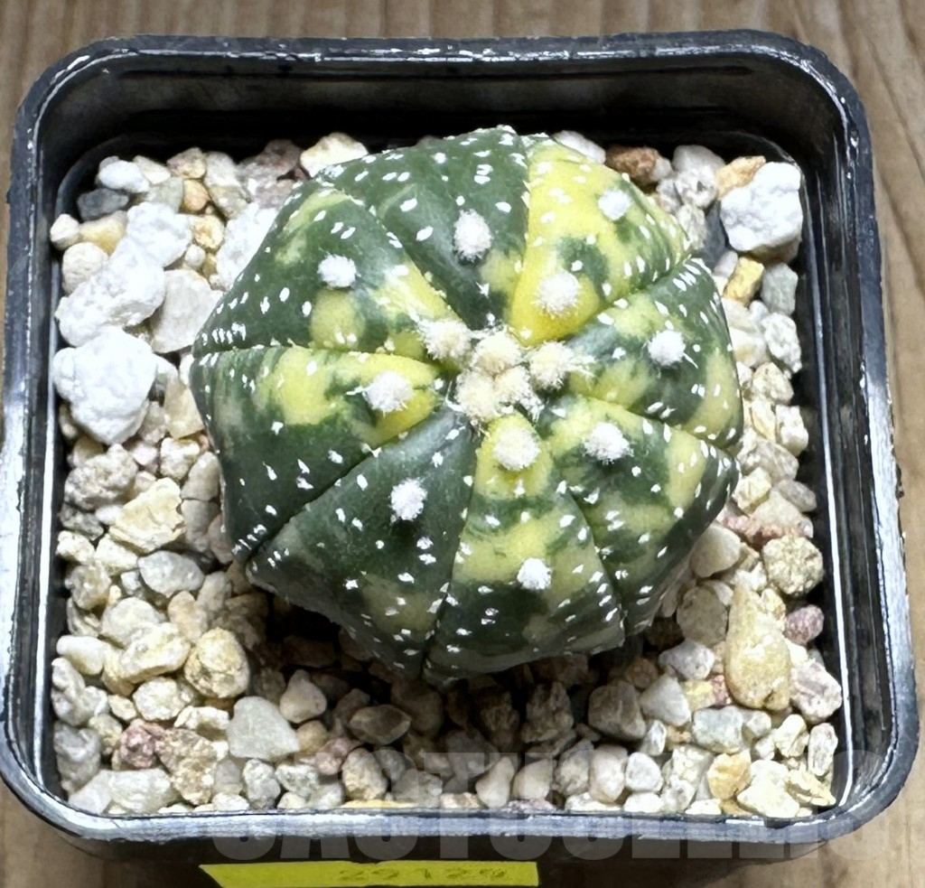 SHPR29129 Astrophytum asterias f. variegata - immagine 2