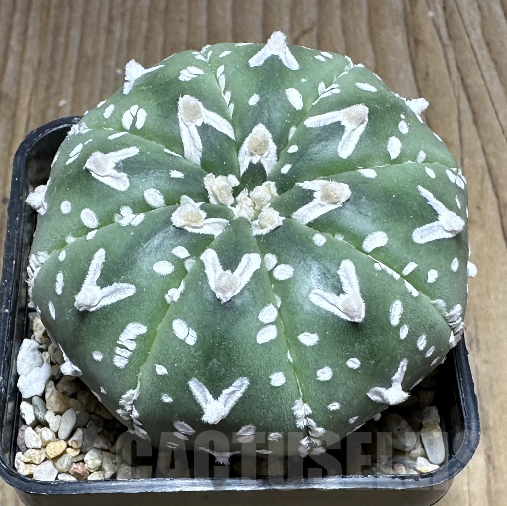SHPR29130 Astrophytum asterias ‘Super kabuto’ V-type