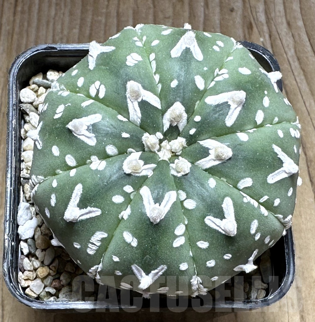 SHPR29130 Astrophytum asterias ‘Super kabuto’ V-type - immagine 2