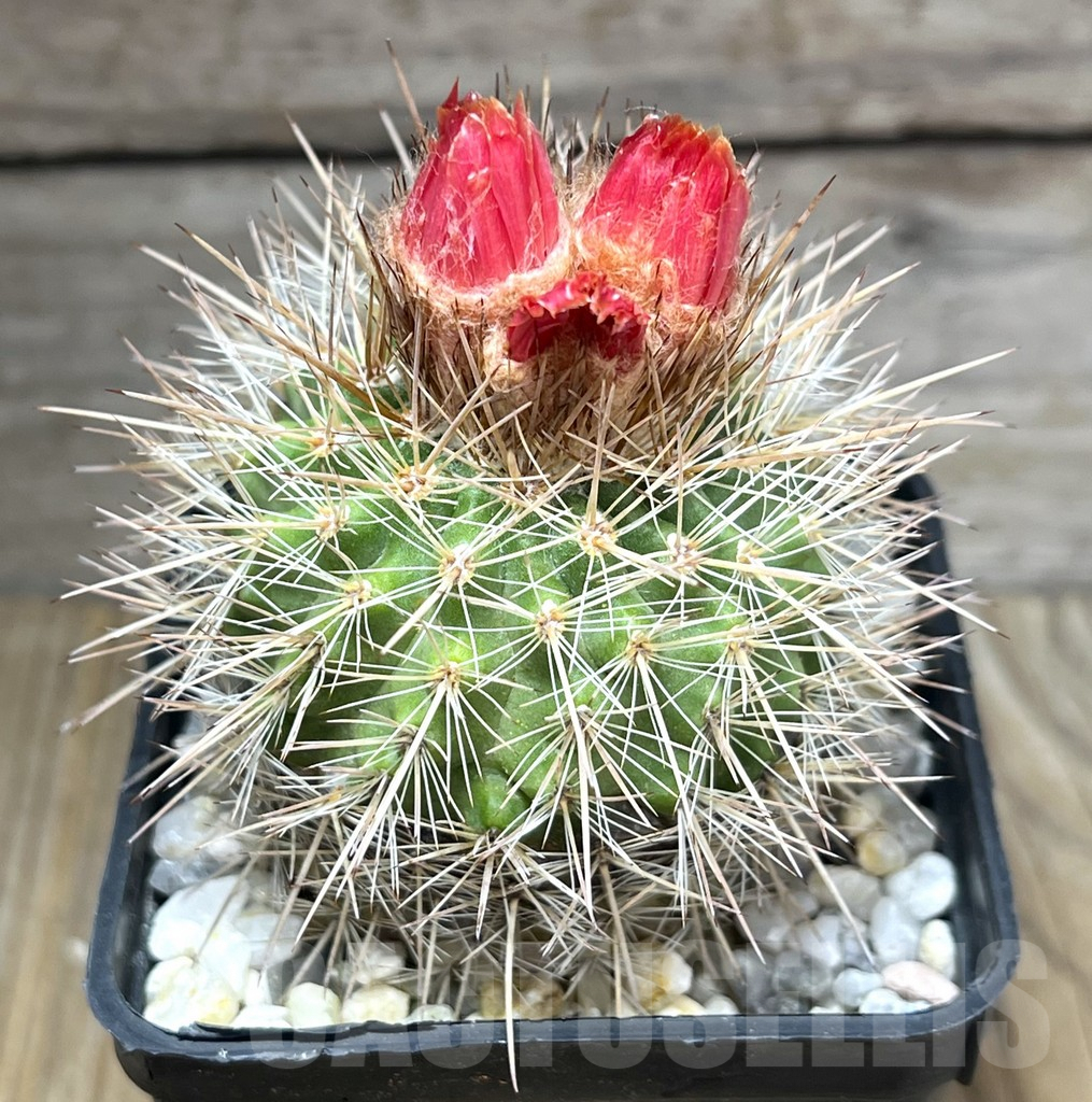 SHPR29475 Parodia otuyensis - Image 2