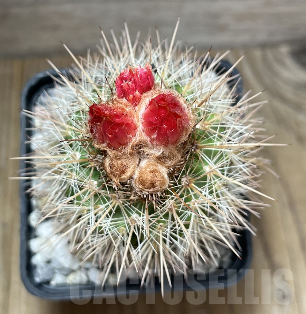 SHPR29475 Parodia otuyensis - Image 3